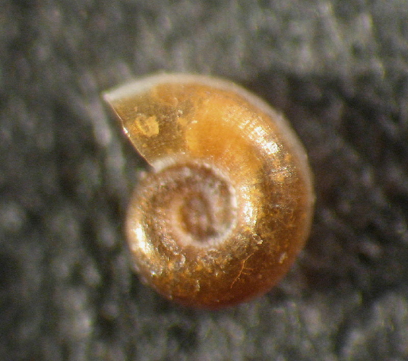 Skeneopsis sultanarum Gofas, 1983